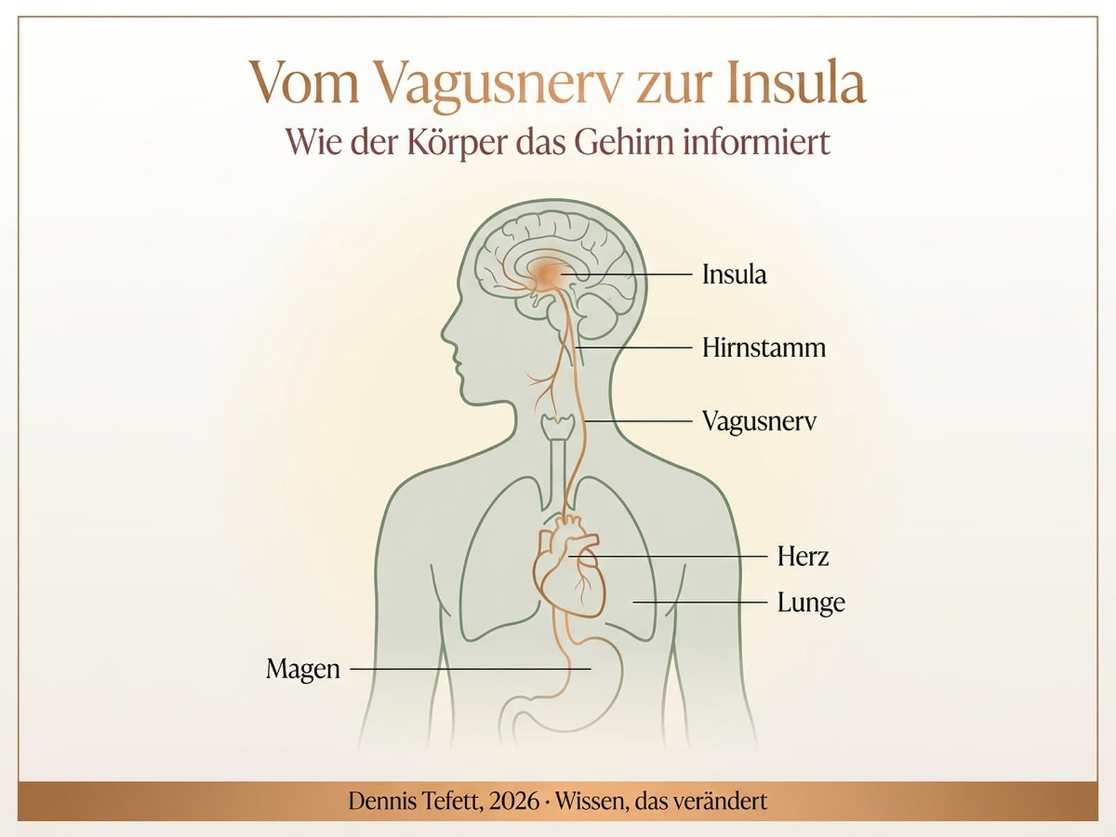 Anatomischer Pfad vom Vagusnerv zur Insula: wie der Körper das Gehirn informiert