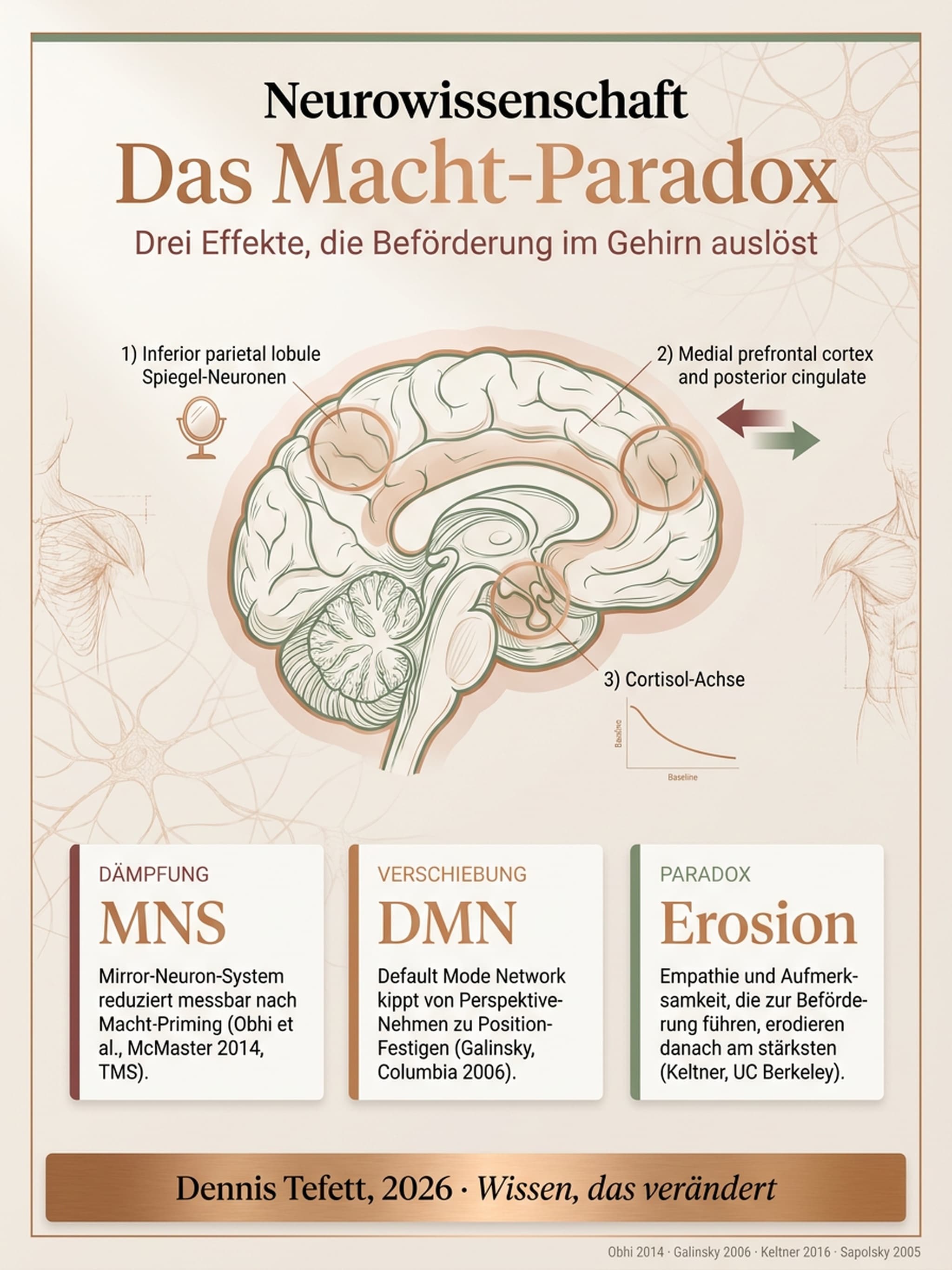 Das Macht-Paradox: Drei Effekte, die Beförderung im Gehirn auslöst. Infografik im Bronze-Stil mit anatomischer Hirndarstellung, drei Statistik-Karten und Quellenangaben Obhi, Galinsky, Keltner, Sapolsky.