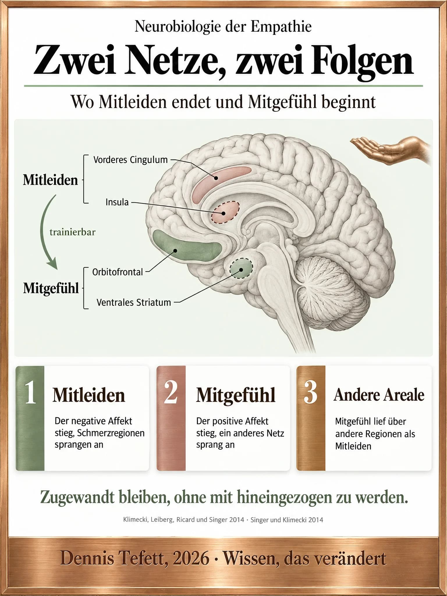 Infografik: Ein Gehirn im Mittelschnitt von der Seite. Oben gehören Insula und vorderes Cingulum zum Mitleiden, unten ventrales Striatum und orbitofrontales Feld zum Mitgefühl. Ein Pfeil mit dem Wort trainierbar führt vom einen zum anderen.