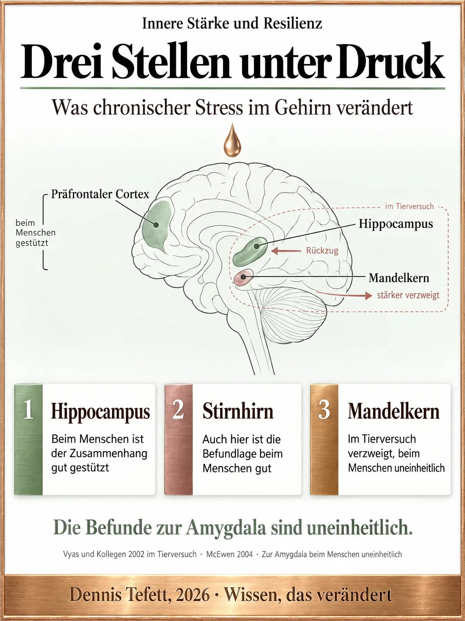 Infografik: Ein schematisches Gehirn in der Seitenansicht mit drei markierten Stellen. Im Tierversuch zieht sich der Hippocampus zurück und der Mandelkern verzweigt sich stärker, beim Menschen gestützt sind Befunde zu präfrontalem Cortex und Hippocampus.