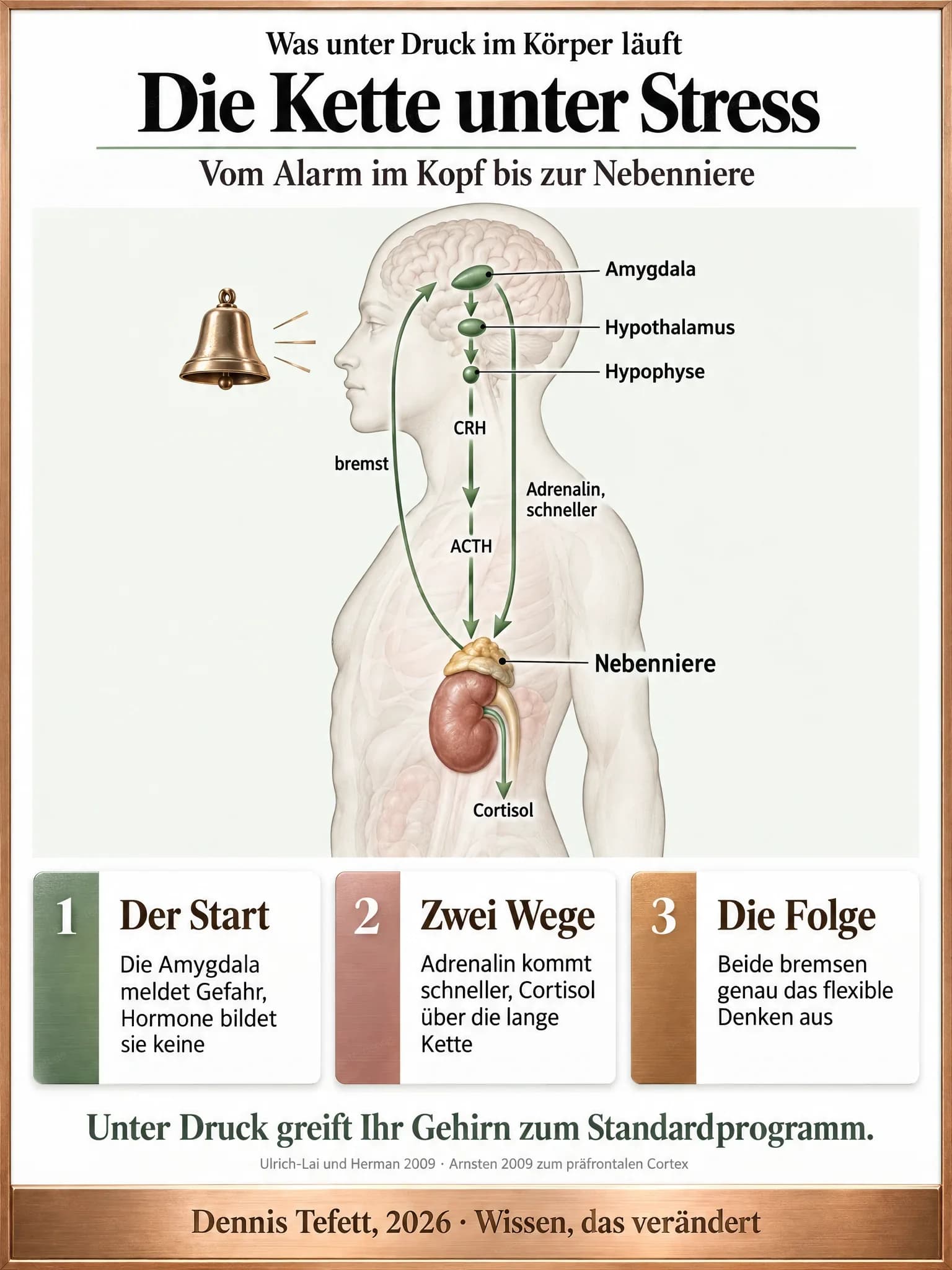 Infografik: Eine durchscheinende Figur von der Seite mit vier markierten Stationen von der Amygdala über Hypothalamus und Hypophyse bis zur Nebenniere, verbunden durch einen langen Pfeil, dazu ein kurzer schneller Weg und ein Rückkopplungspfeil.