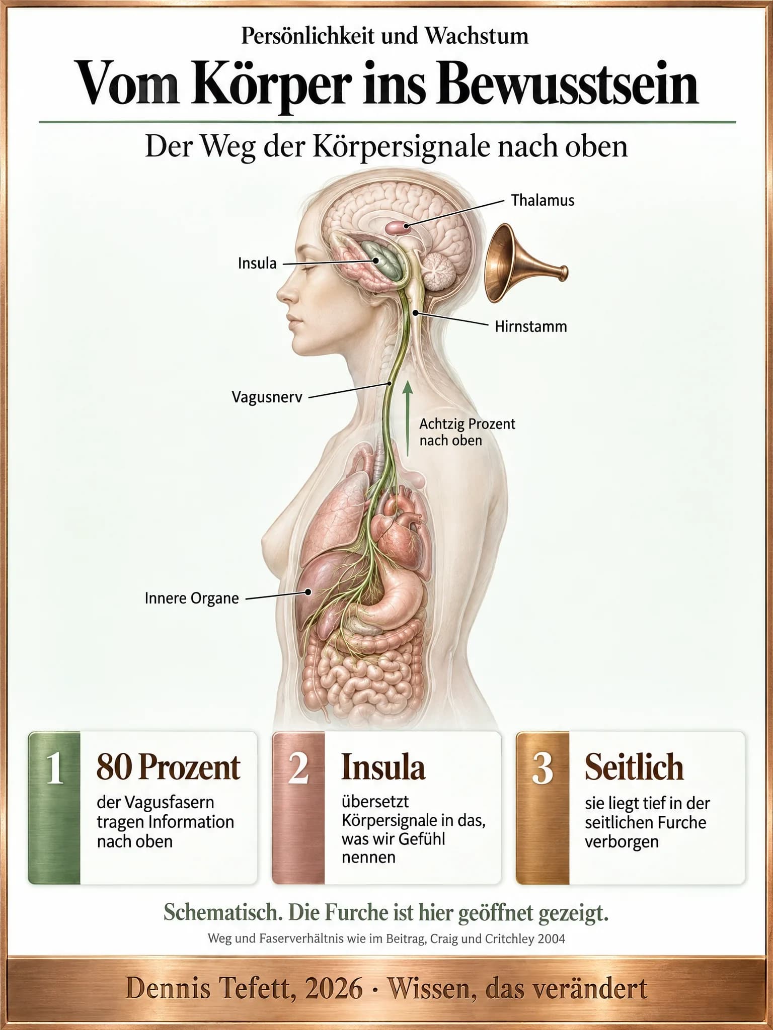 Infografik: Eine durchscheinende Figur von der Seite. Von den inneren Organen zieht der Vagusnerv mit dem Hinweis achtzig Prozent nach oben zum Hirnstamm, weiter zum Thalamus und in die geöffnete seitliche Furche zur Insula.