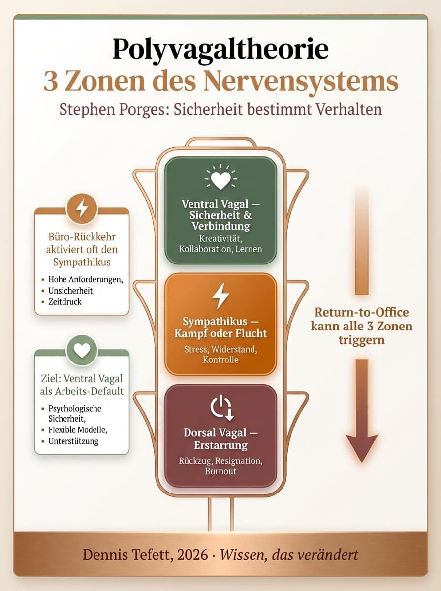 Infografik Polyvagal-Theorie: Drei Reaktionszonen des autonomen Nervensystems im RTO-Kontext. Ventral-vagal, sympathisch, dorsal-vagal nach Porges.