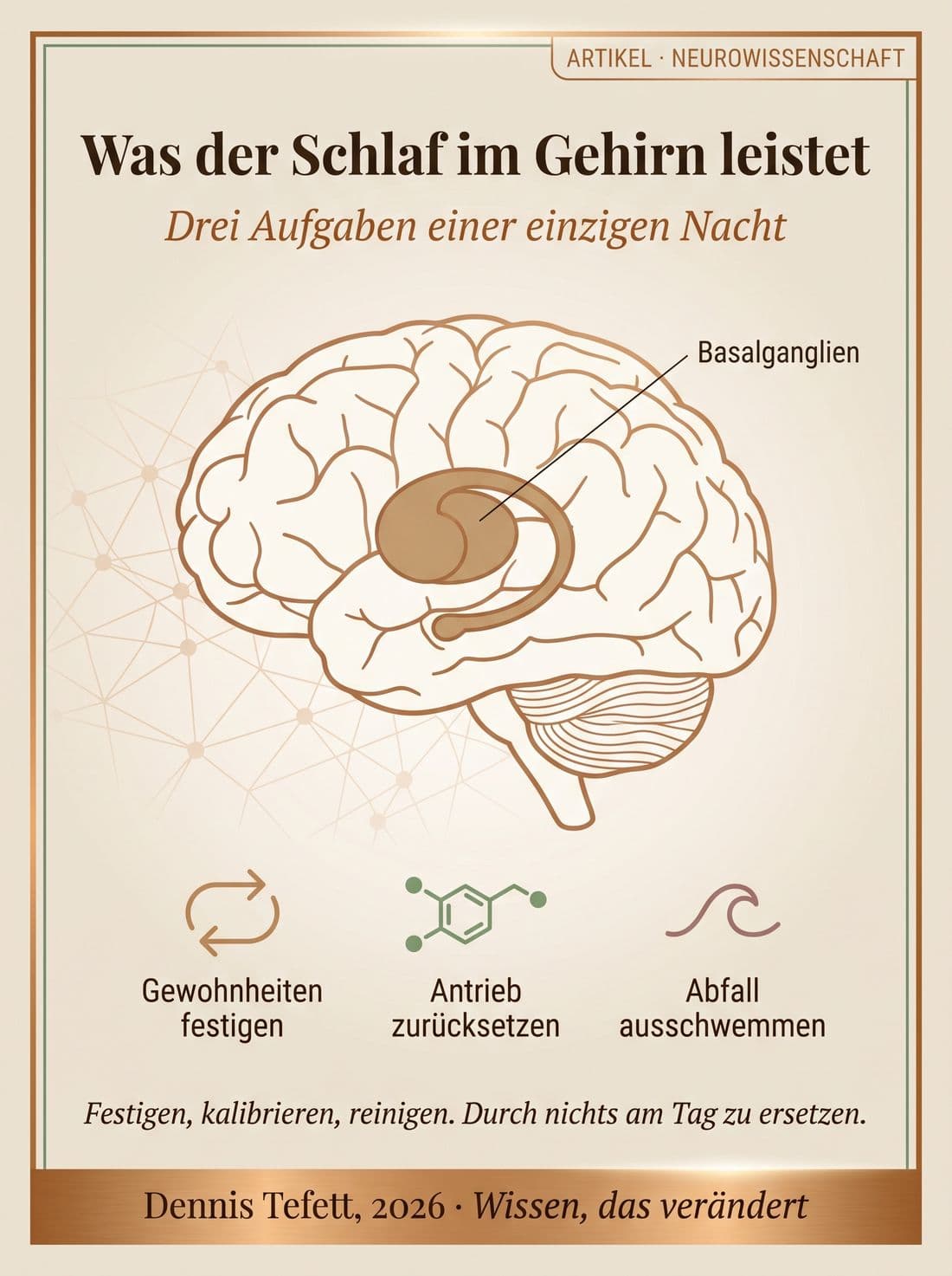 Gehirn mit tief zentral hervorgehobenen Basalganglien und drei Symbolen für die nächtlichen Aufgaben des Schlafs.