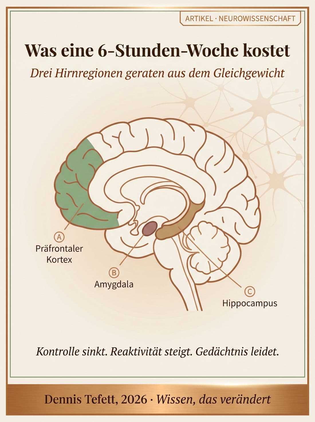 Anatomisch korrekte Gehirndarstellung mit drei markierten Regionen: präfrontaler Kortex vorn, Amygdala und Hippocampus tief zentral.