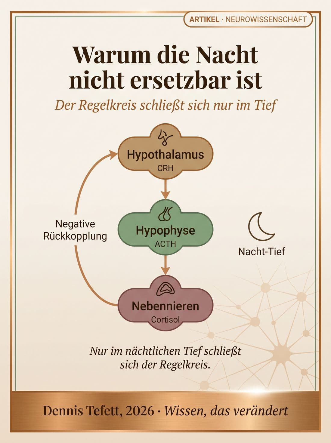 Schema der HPA-Achse: Hypothalamus mit CRH, Hypophyse mit ACTH, Nebennieren mit Cortisol, verbunden durch eine negative Rückkopplung, daneben ein Nacht-Tief-Symbol.