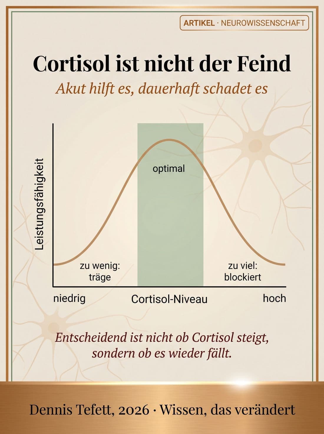 Umgekehrte U-Kurve nach Yerkes-Dodson: Leistungsfähigkeit über dem Cortisol-Niveau, mit einer optimalen Mitte.