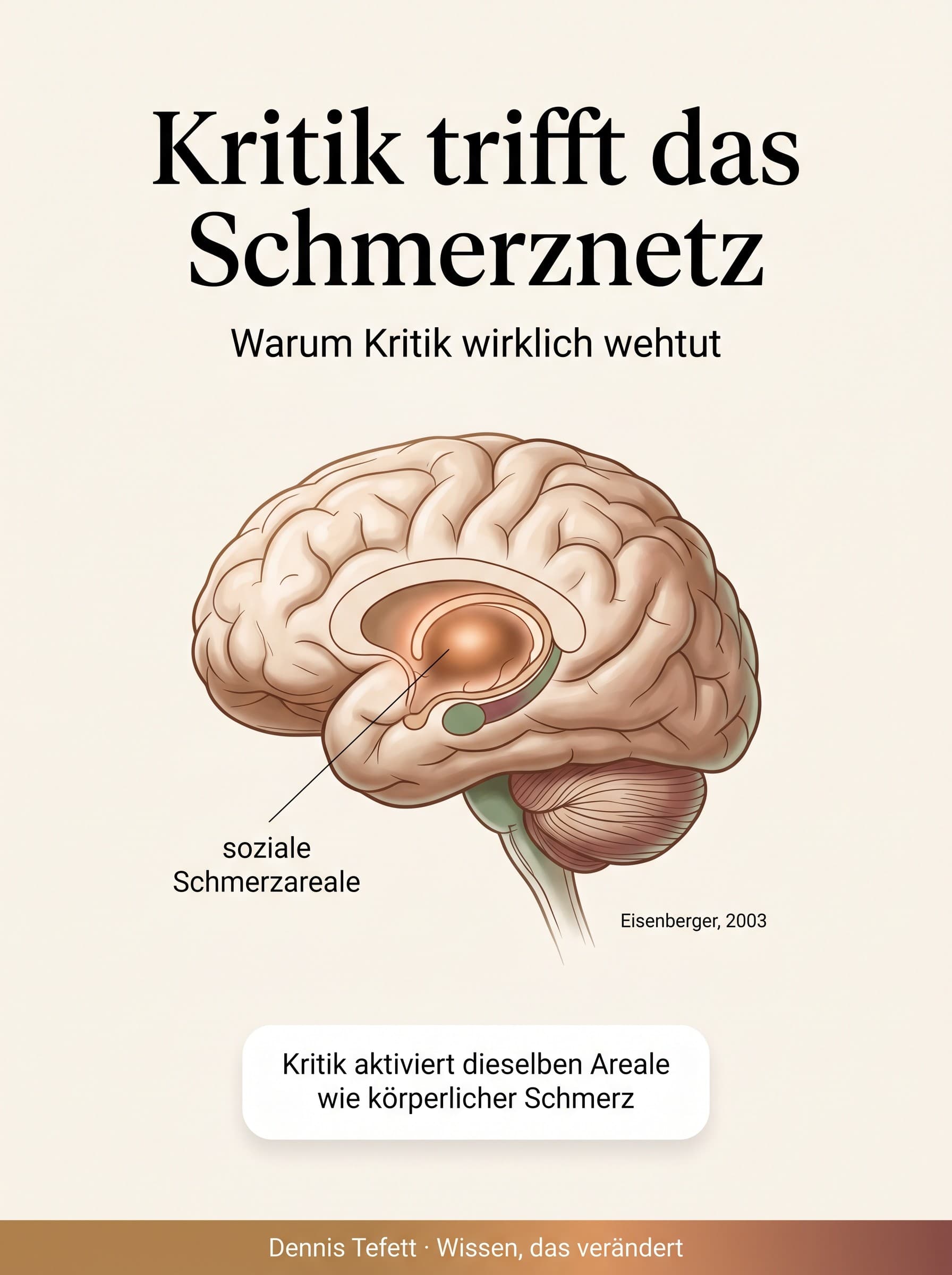 Infografik: Soziale Kritik aktiviert im Gehirn dieselben Areale wie körperlicher Schmerz, das soziale Schmerznetzwerk. Nach Eisenberger, 2003.