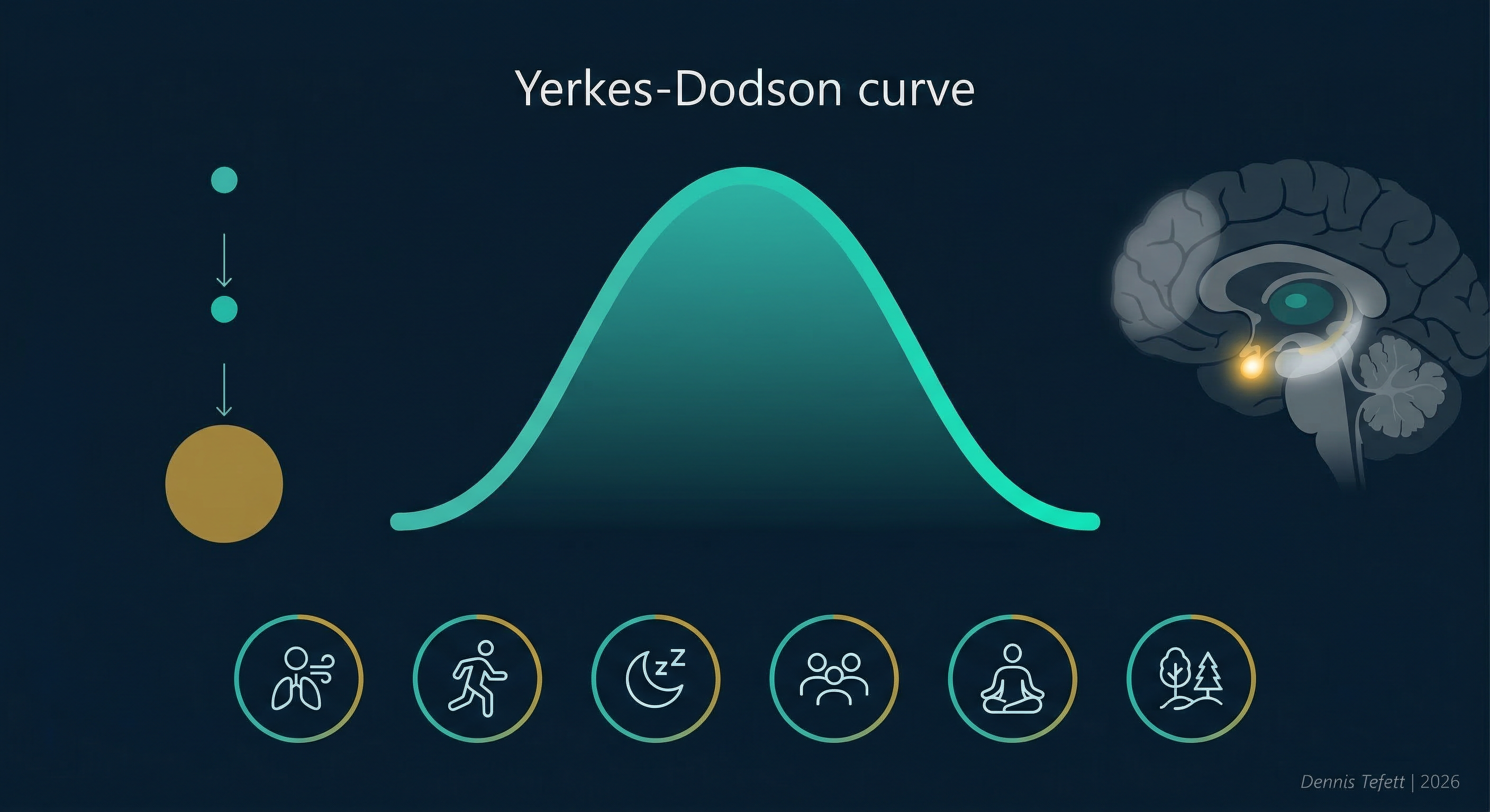 Infografik Cortisol verstehen: Die HPA-Achse (Hypothalamus, Hypophyse, Nebennierenrinde), der Cortisol-Tagesrhythmus mit morgendlichem Peak, akuter vs. chronischer Stress Vergleich, drei Gehirnregionen (Präfrontaler Kortex gedrosselt, Amygdala hochgefahren, Hippocampus beeinträchtigt), Yerkes-Dodson-Kurve für optimale Leistung, und sechs evidenzbasierte Regulationsstrategien. © 2026 Dennis Tefett